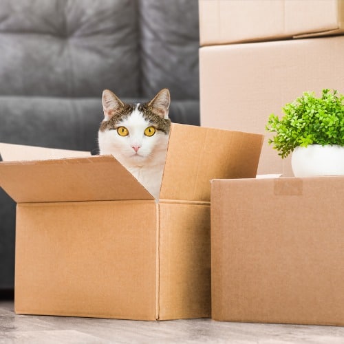 Move in/out house cleaning services