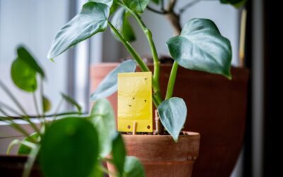 Get Ride Of Pesky Gnats In Your Home.