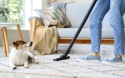 Fur-free home tips