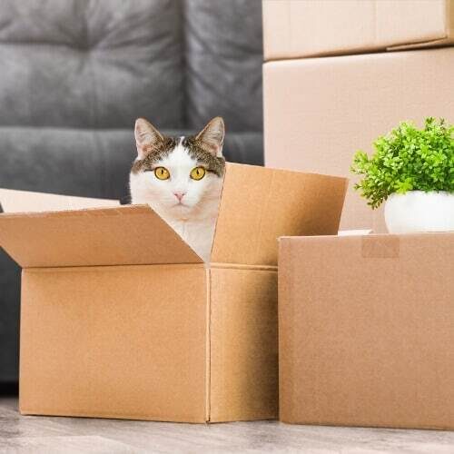 Move In and move out cleaning services